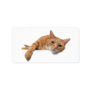 Orange Cat Laying Down Label