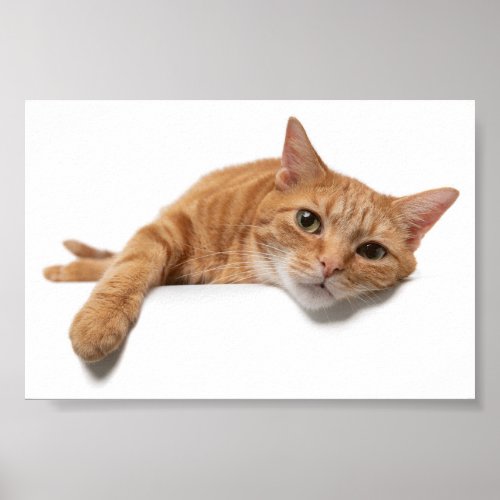 Orange Cat Laying Down Poster