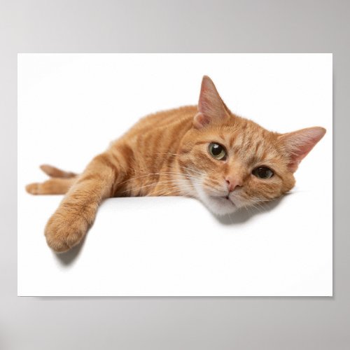 Orange Cat Laying Down Poster