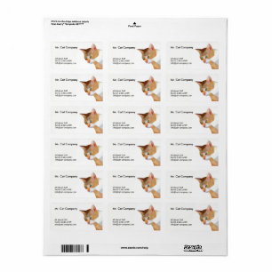 Orange cat low polygon label