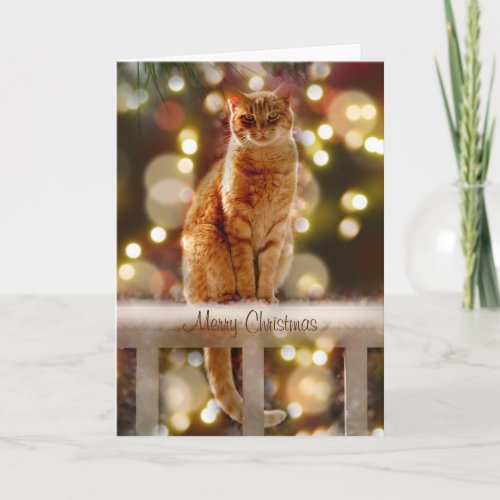 Orange Cat on a Fence with Christmas Lights  Card