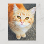 Orange Cat  Post Card at Zazzle
