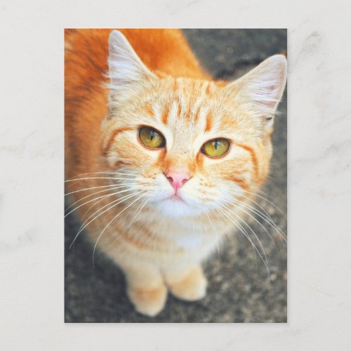 Orange Cat  Post Card