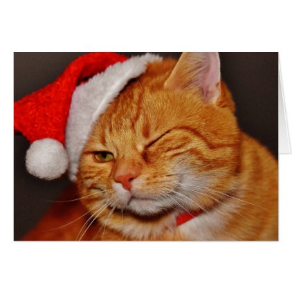 Orange cat - Santa claus cat - merry christmas Card