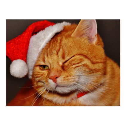 Orange cat - Santa claus cat - merry christmas Postcard