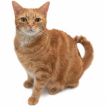 Orange Cat Standing Cutout<br><div class="desc">Orange tabby cat standing looking at camera</div>