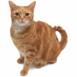 Orange Cat Standing Cutout