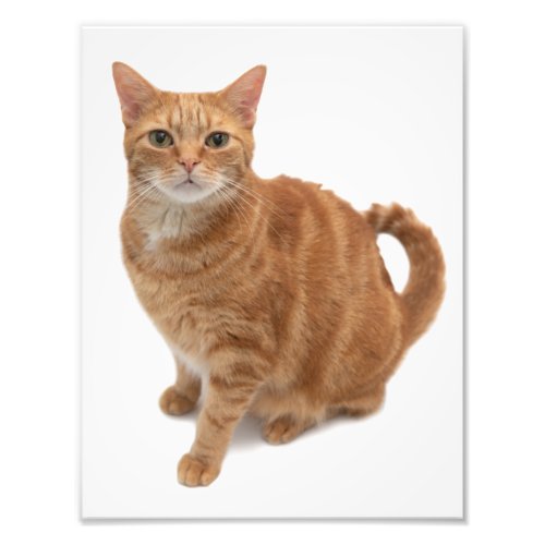 Orange Cat Standing Photo Print