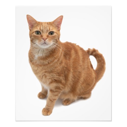 Orange Cat Standing Photo Print
