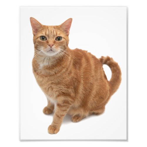 Orange Cat Standing Photo Print