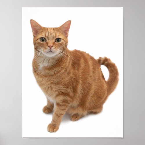 Orange Cat Standing Poster