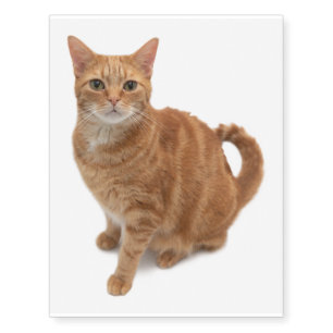 Orange Cat Standing Temporary Tattoos