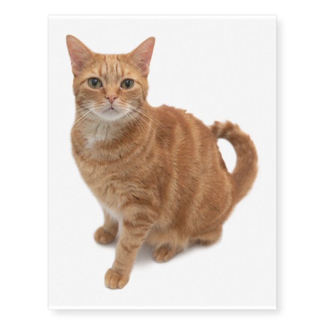 Orange Cat Standing Temporary Tattoos (Front)