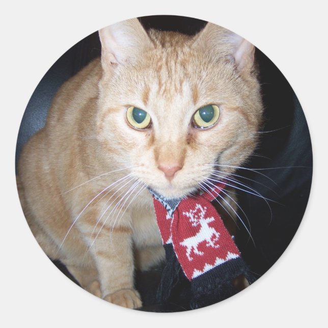 Orange Cat Wearing Scarf Sticker (Front)