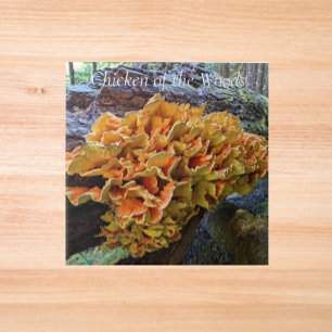 Orange Chicken of the Woods Mushroom Ceramic Tile