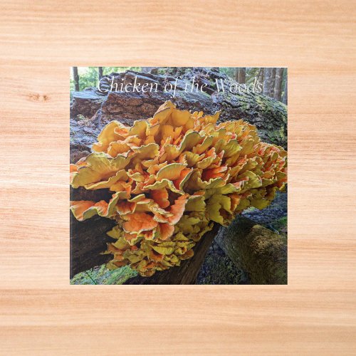 Orange Chicken of the Woods Mushroom Ceramic Tile