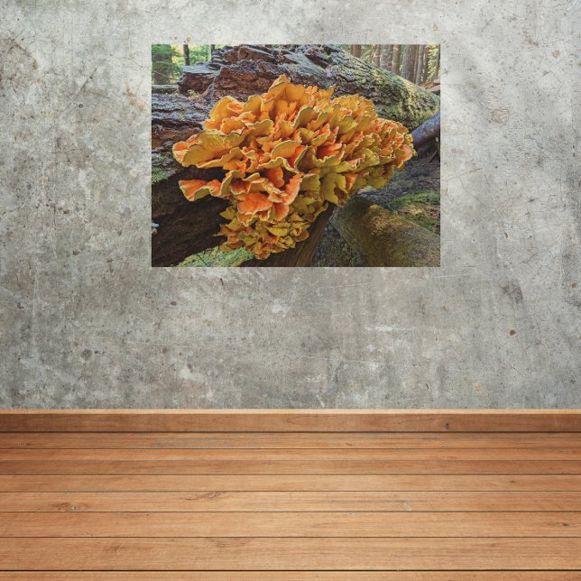 Orange Chicken of the Woods Mushroom Wood Wall Art (In Situ)