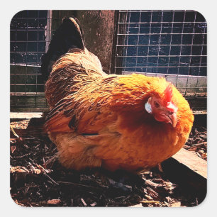 Orange chicken square sticker