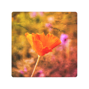 Orange chiffon poppy and wall metal print