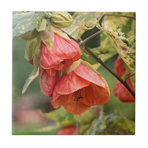 Orange Chinese lantern abutilon flowers Ceramic Tile