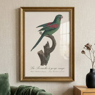 Orange-Chinned Parakeet, Brotogeris jugularis Photo Print