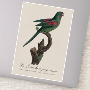 Orange-Chinned Parakeet, Brotogeris jugularis Sticker