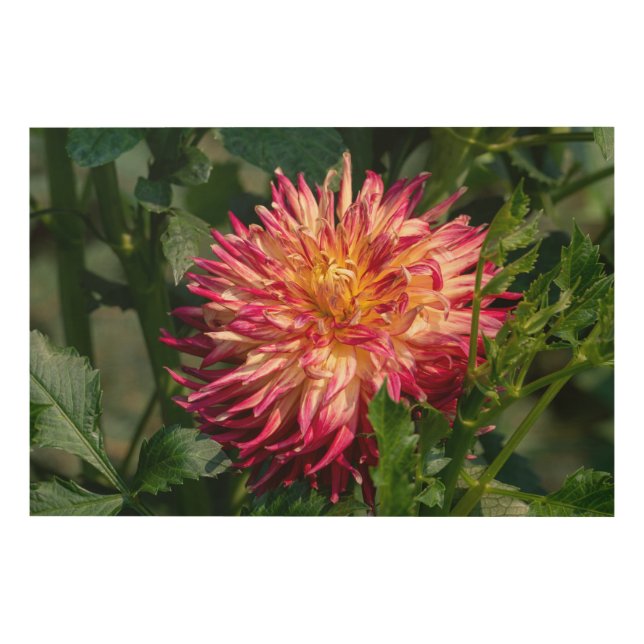 Orange Chrysanthemum Photography, Canadian Beauty Wood Wall Art (Front)