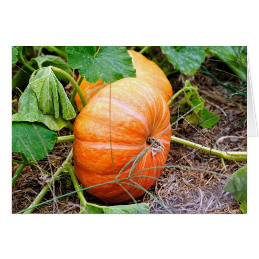 Orange Cinderella Pumpkin Cards (Front Horizontal)