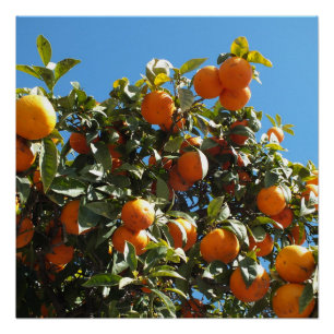 orange, citrus, fruit, fresh, slice, food, ripe, poster