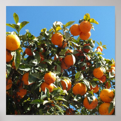 orange citrus fruit fresh slice food ripe poster