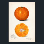 Orange (Citrus Sinensis) by Amanda Almira Newton Poster<br><div class="desc">Orange (Citrus Sinensis) (1916) by Amanda Almira Newton</div>