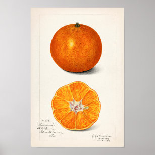 Orange (Citrus Sinensis) by Amanda Almira Newton Poster