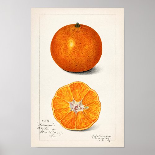 Orange Citrus Sinensis by Amanda Almira Newton Poster