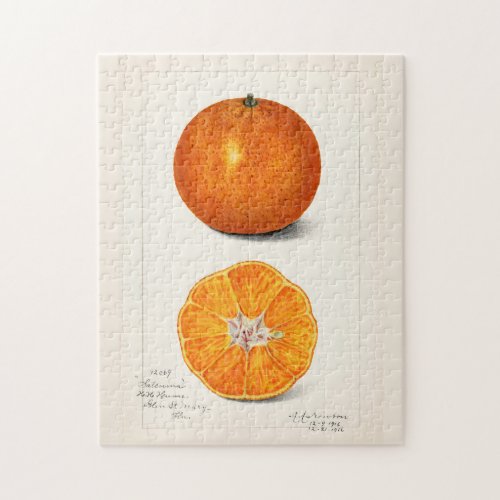 Orange Citrus Sinensis Fruit Watercolor Painting Jigsaw Puzzle