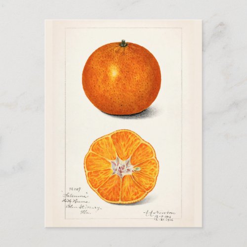 Orange Citrus Sinensis Fruit Watercolor Painting Postcard