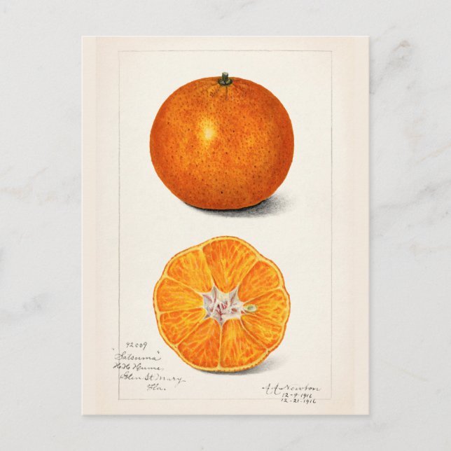 Orange (Citrus Sinensis) Fruit Watercolor Painting Postcard (Front)