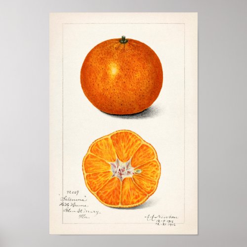 Orange Citrus Sinensis Fruit Watercolor Painting Poster