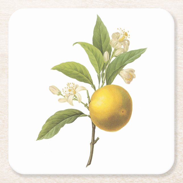 orange(Citrus sp.) by Redouté Square Paper Coaster (Front)