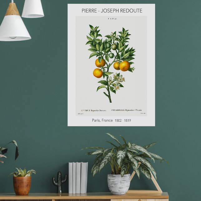 Orange Citrus Vintage Botanical Illustration Poster (Living Room 1)