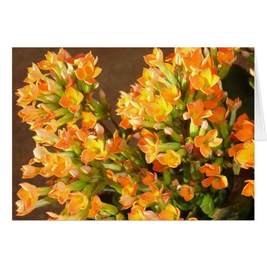 Orange clusters 2 cards (Front Horizontal)