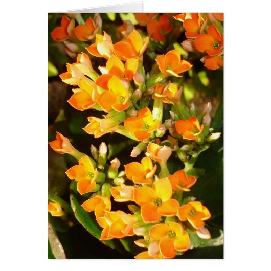 Orange clusters cards (Front)