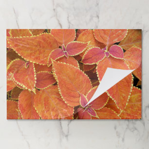 Orange Coleus Leaves Floral Paper Placemats