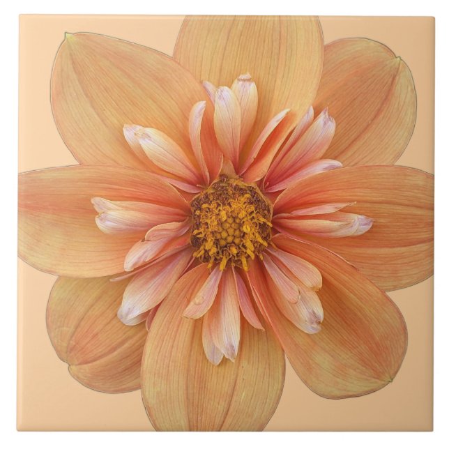 Orange Collarette Dahlia Floral Ceramic Tile (Front)