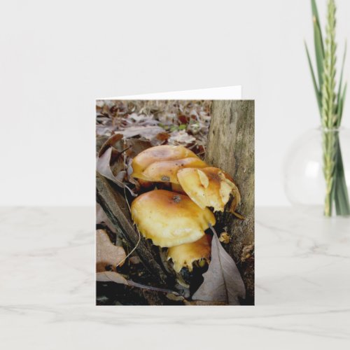 Orange Colony Mushrooms Note Card