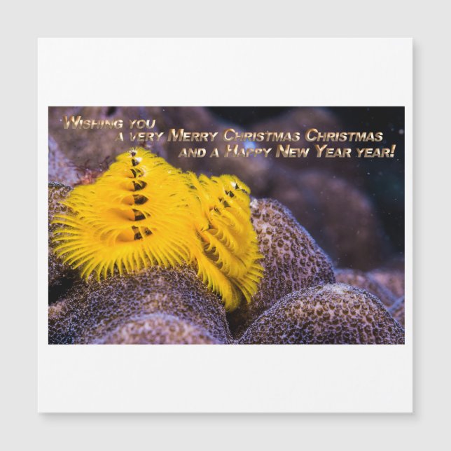 Orange color Christmas Tree Worm (Front)