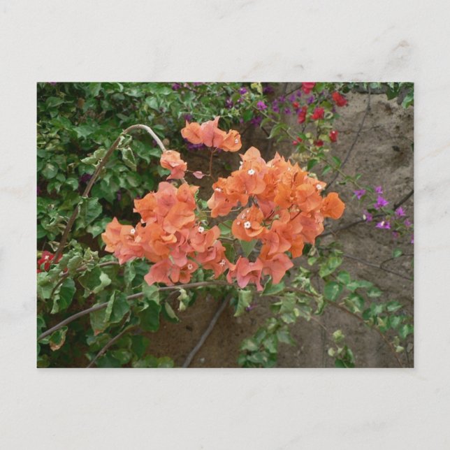 Orange Colored Flowers Postcard (Front)