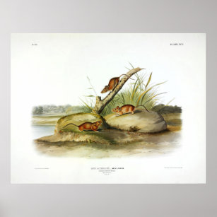 Orange Coloured Mouse (Golden Mouse) by Audubon Poster