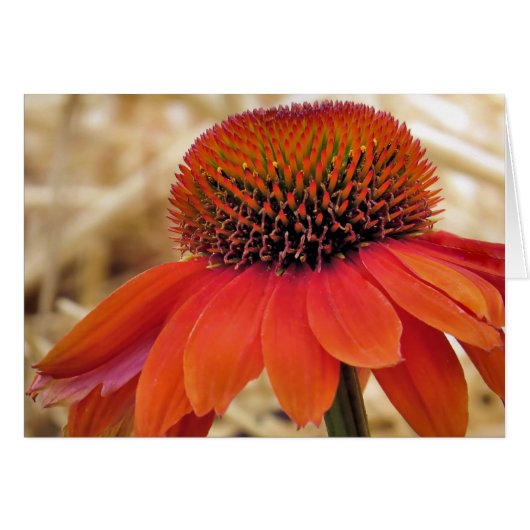 Orange Coneflower Cards (Front Horizontal)