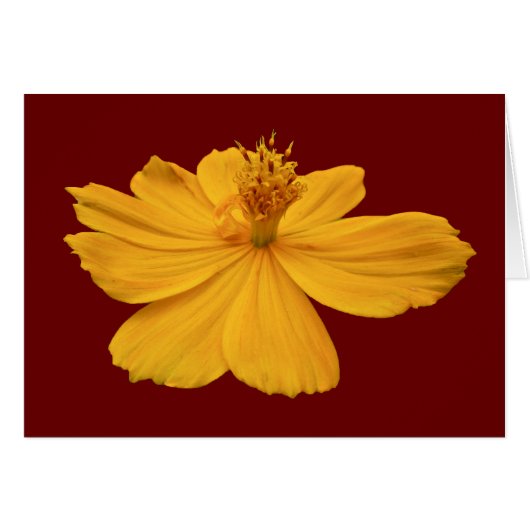 Orange Cosmos Coordinating Items Cards (Front Horizontal)