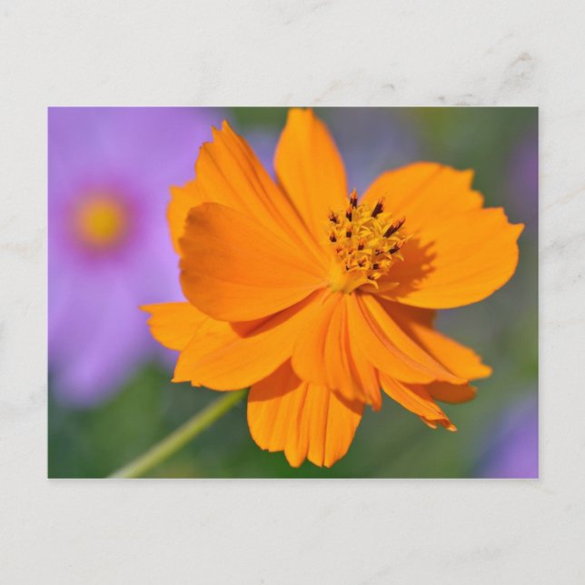 Orange cosmos flower postcard (Front)